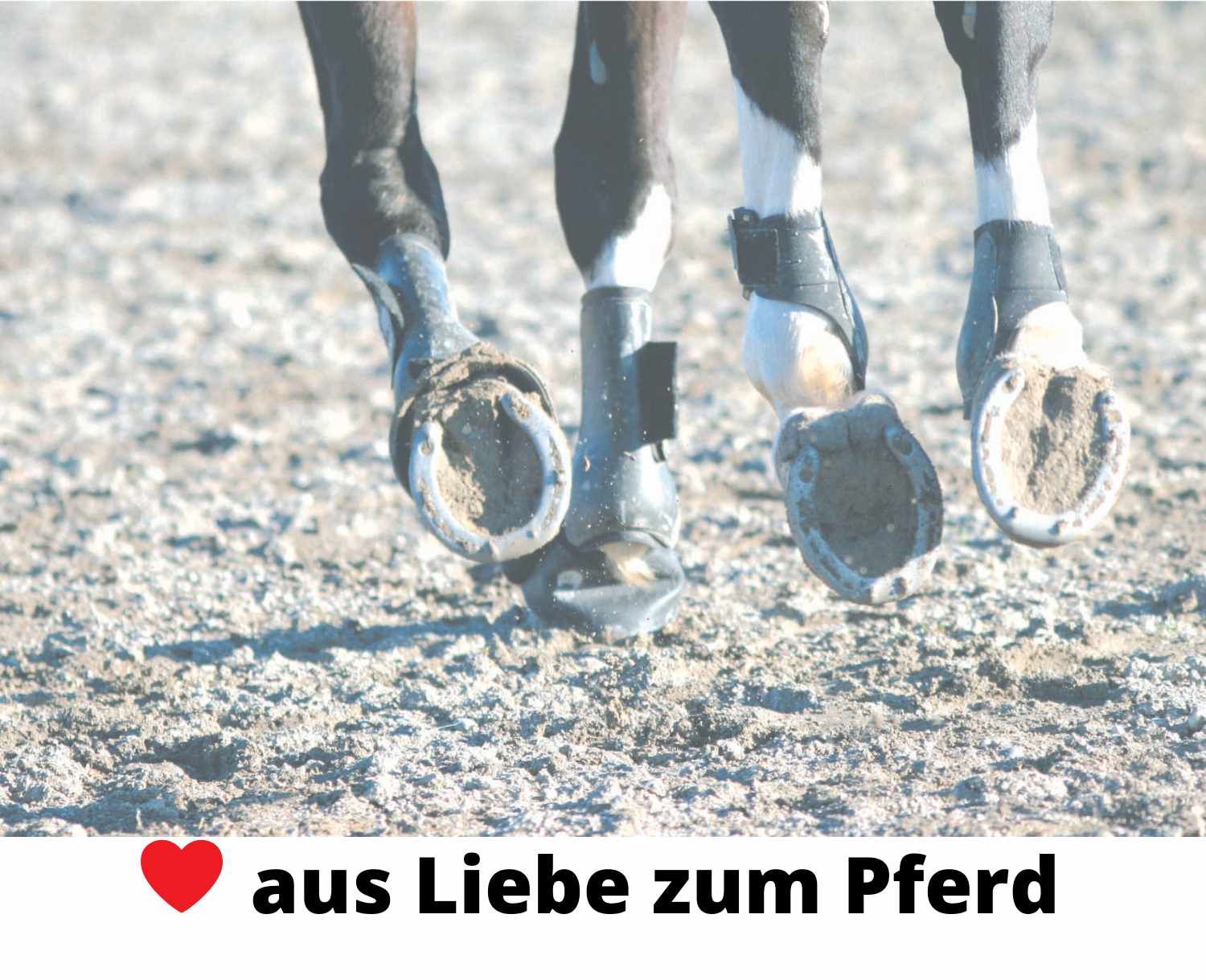 Harry`s Horse Sehnenschoner
