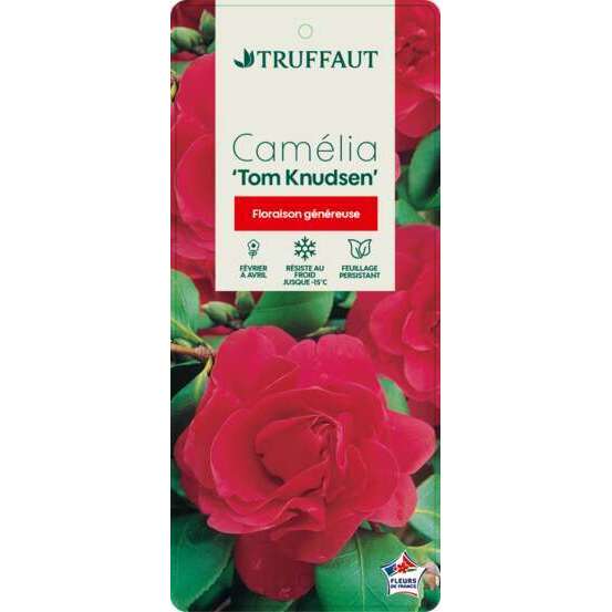 Camellia japonica 'Tom Knudsen ': H. 40/50 cm ctr 3L
