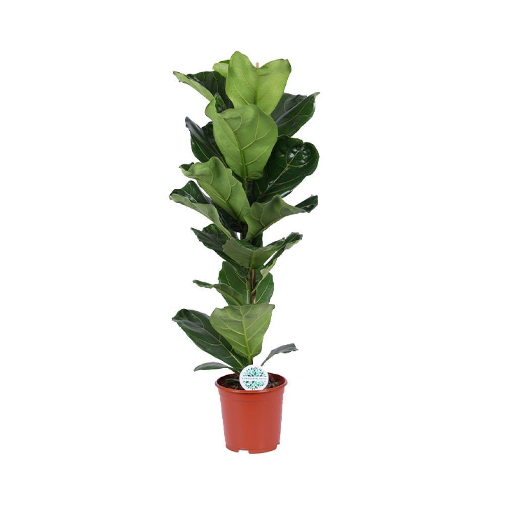 Plante d'intérieur - ficus lyrata 90.0cm
