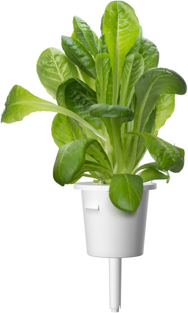 Click & Grow Plant Pod Salad Mix 9pcs