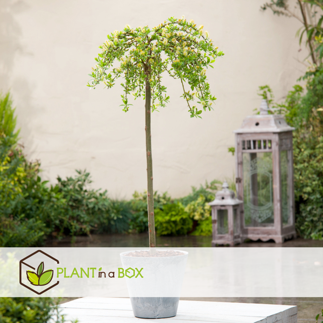 Salix arbuscula - saule nain - arbre - ⌀19 cm - hauteur 80-90 cm