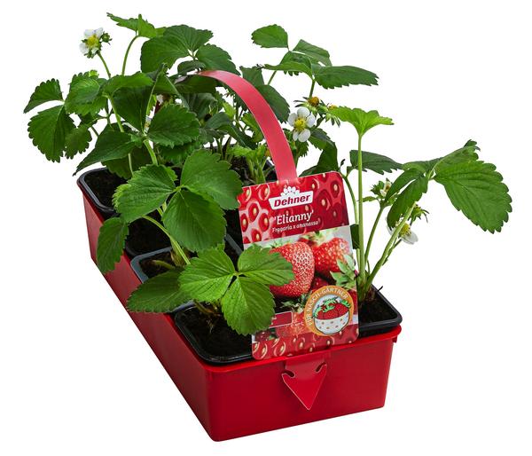 Erdbeere 'Elianny', 8er-Schale
