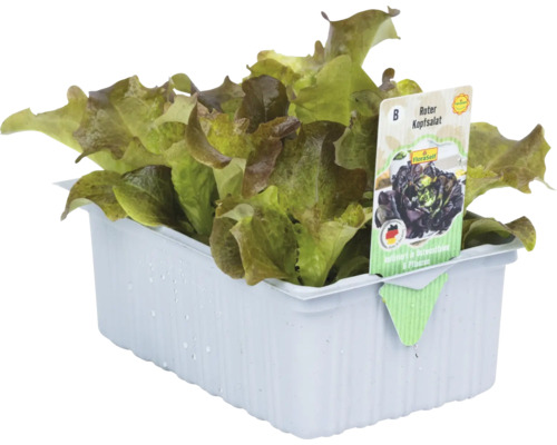 Rode sla 'Skyphos' FloraSelf Lactuca sativa 6-pack