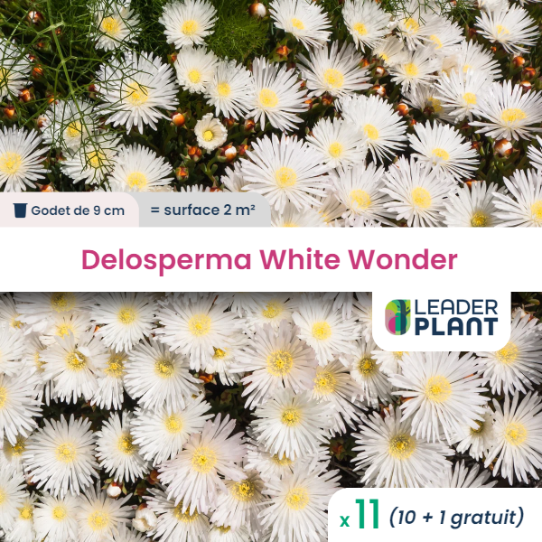 11 x delosperma white wonder ® en godet