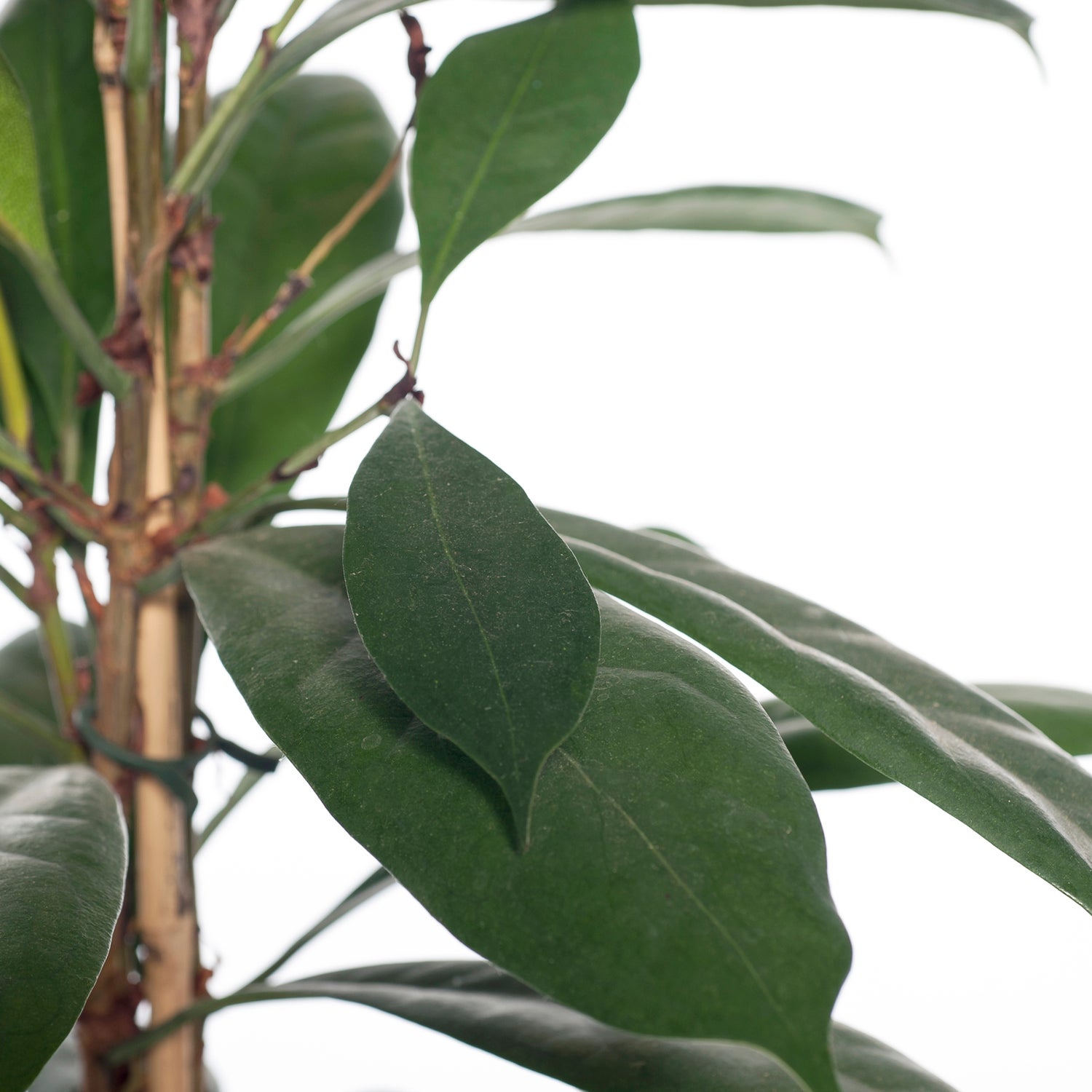Groene vijg (Ficus cyathistipula) D 21 H 100 cm