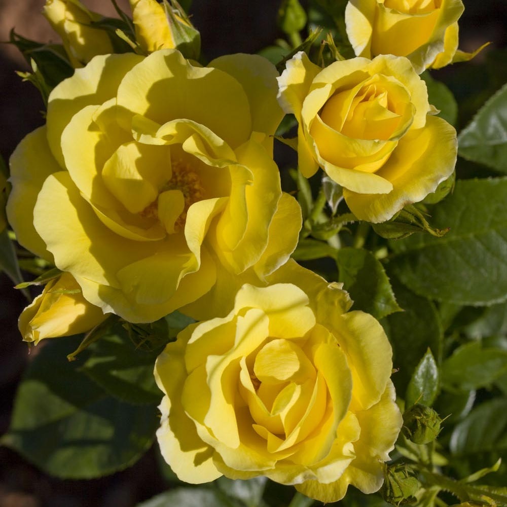 Rosier grimpant happiness ® meilaclost sans motte