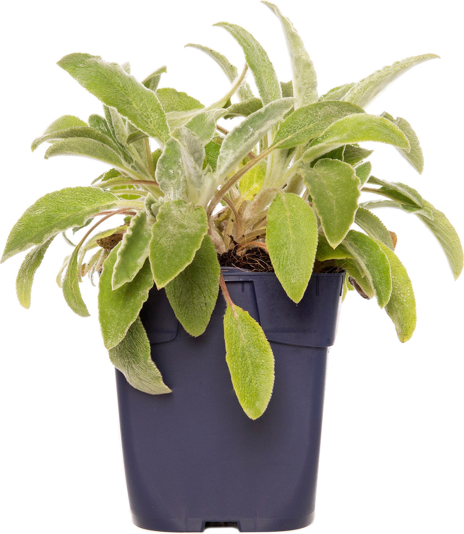 Ezelsoor (Stachys byzantina) D 11 H 15 cm
