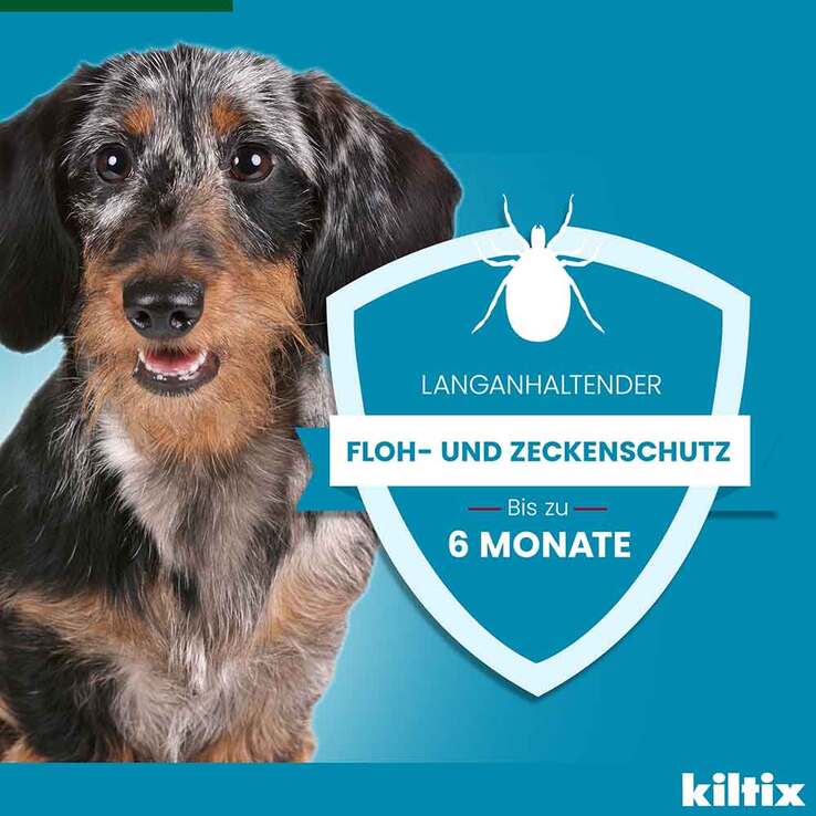 Kiltix für kleine Hunde Halsband, 1 St