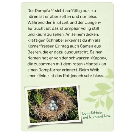 ars Edition Naturforscher Kids: Vögel (Karten )