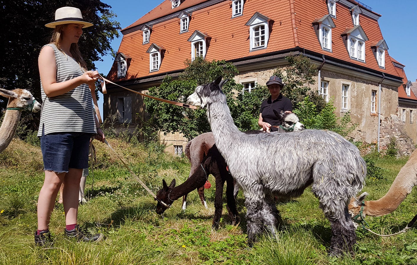 Alpaka Wanderung Wermsdorf
