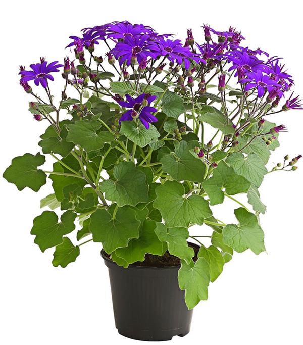Teneriffa Stern - Cineraria