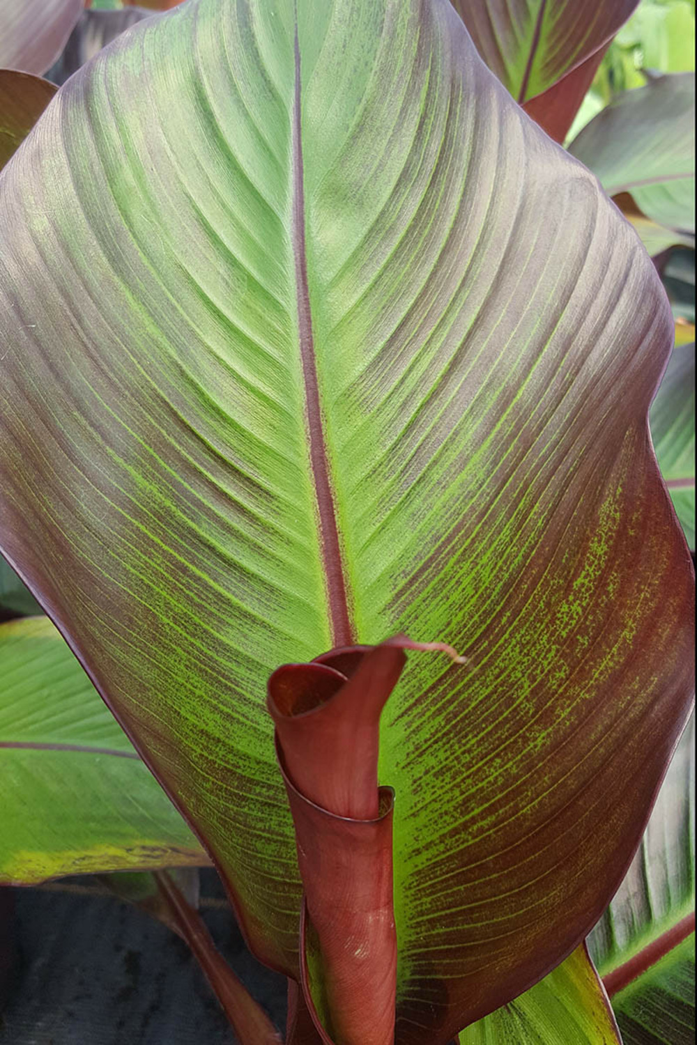 Bananier d'abyssinie 'maurelli' - 3l