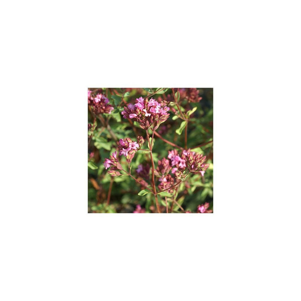 Origan hopley's/origanum laevigatum hopley's[-]godet