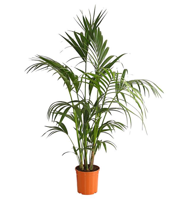 Kentiapalme - Howea forsteriana