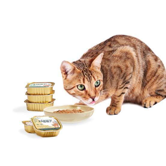 Pâtée pour chaton bœuf 100g