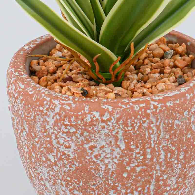 Plante en pot verte