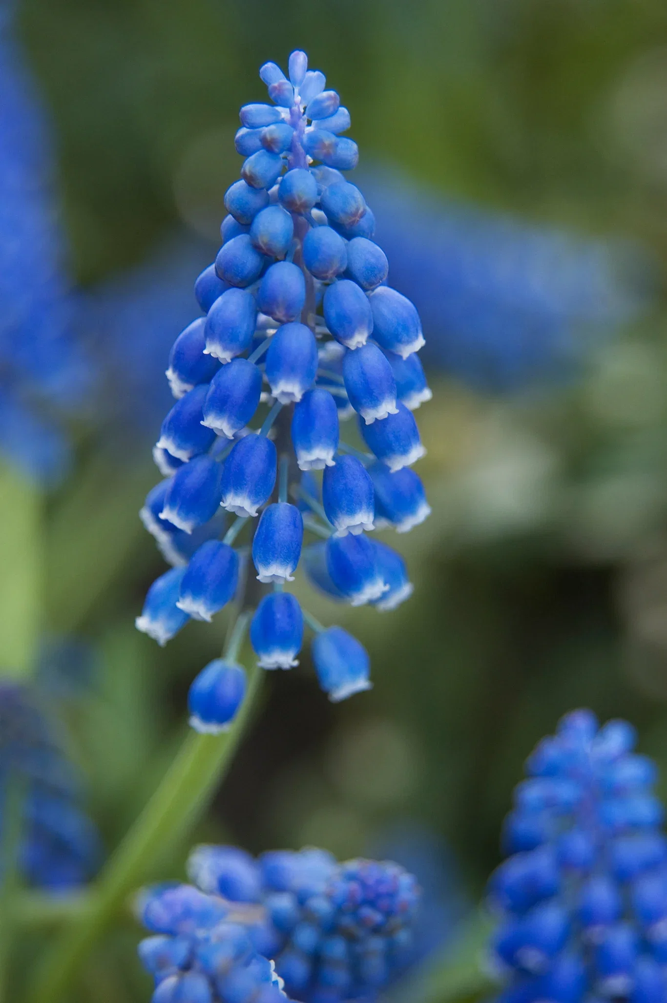 Muscari armeniacum Perleblomst miks ØKO