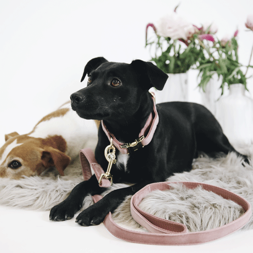 Kentucky Dogwear Hondenlijn Velvet