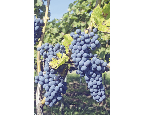 Biologische tafeldruif FloraSelf Bio Vitis vinifera 'Regent' Co 3 L