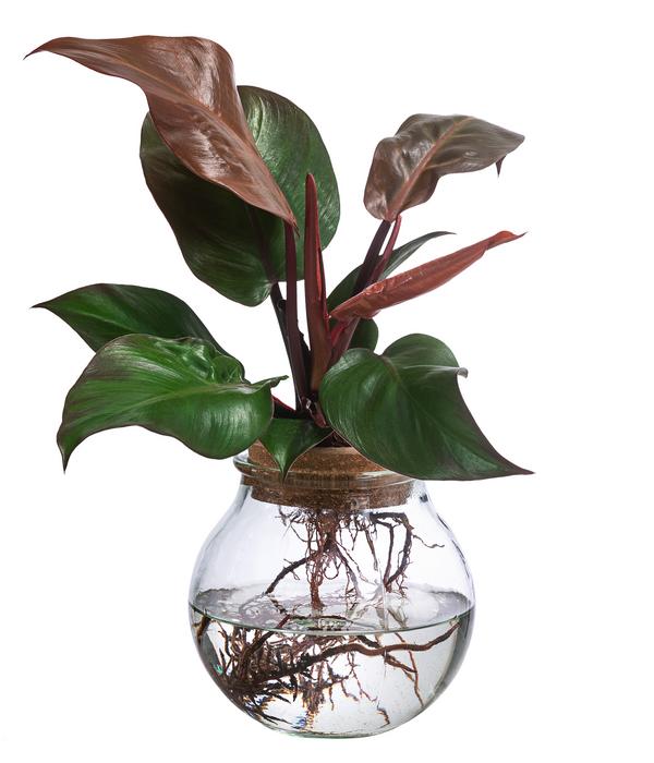 Waterplant Baumfreund im Kugelglas -