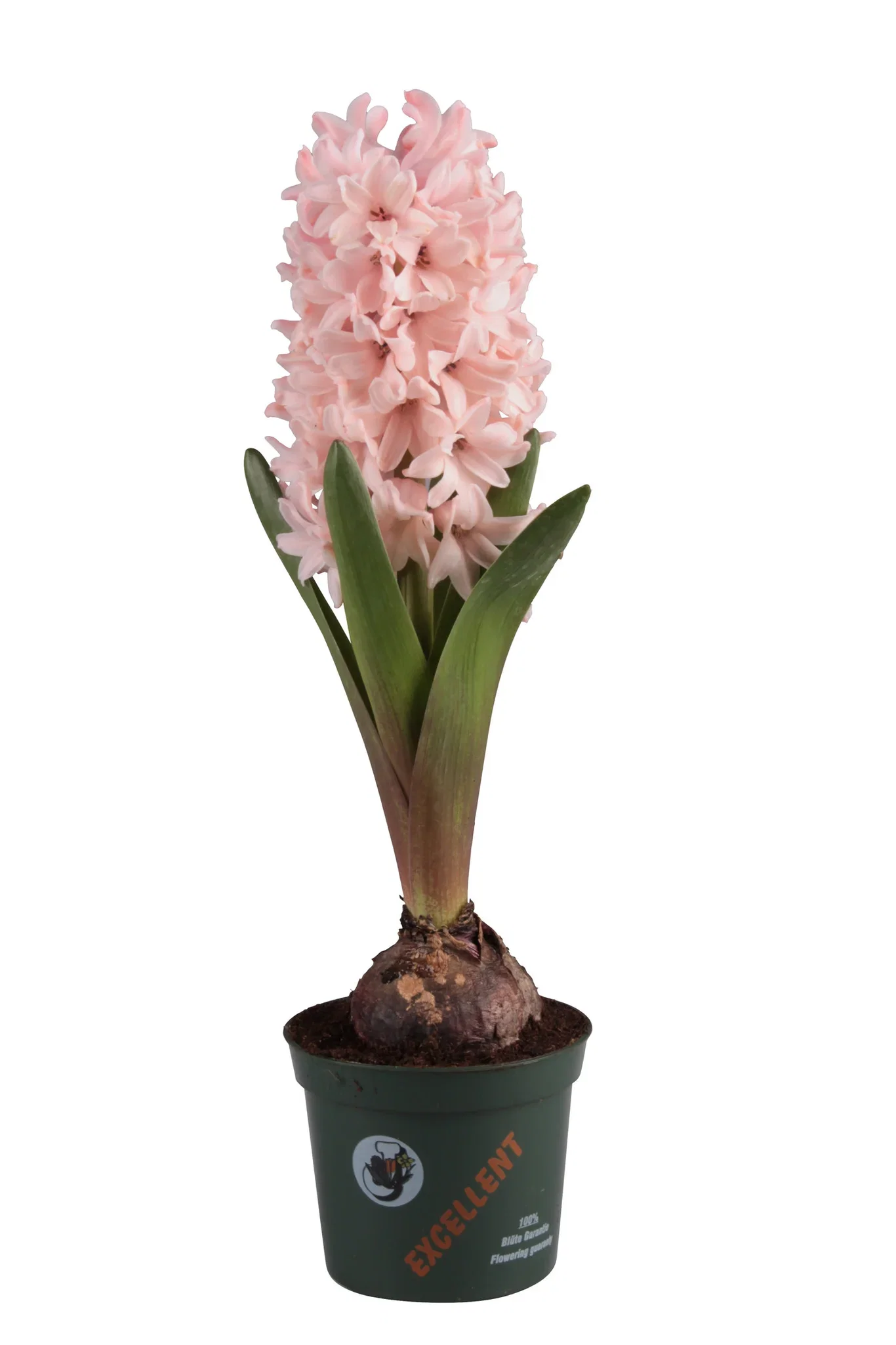 Hyacinthus orientalis 'Apricot Passion' Svibel 'Apricot Passion' Ø9 cm