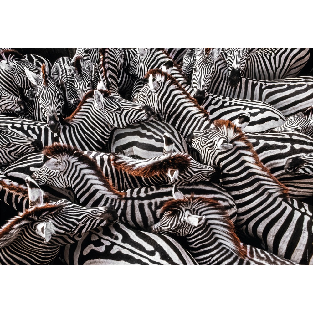 Clementoni National Geographic Zebras 1000-Teile-Puzzle