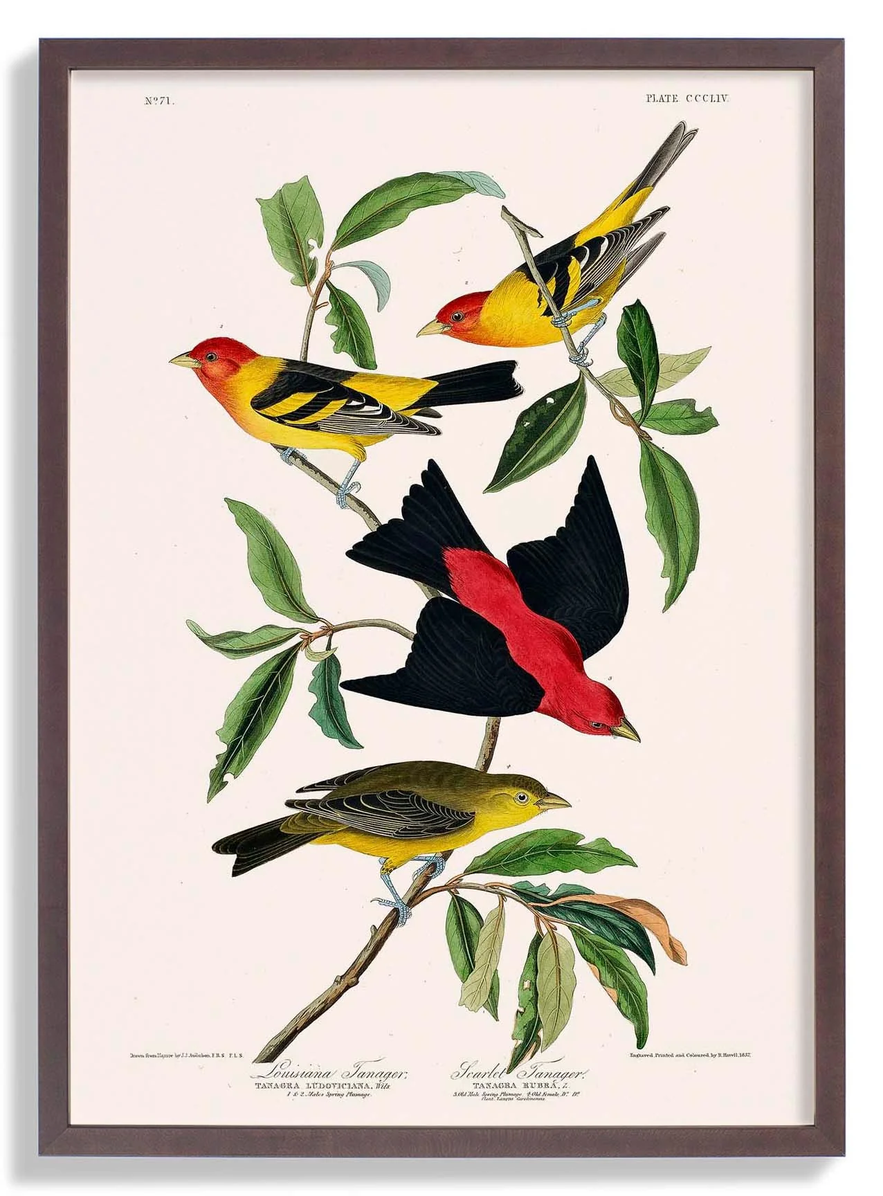 Louisianatangare & Scharlachtangare