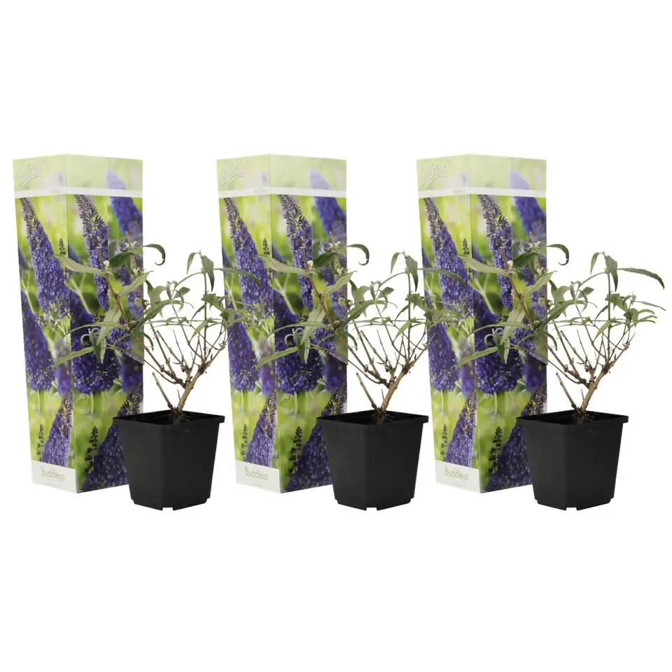 Vlinderstruik - Set van 3 - Buddleja 'Nanho Blue' - Hoogte 25-40cm - ⌀9cm