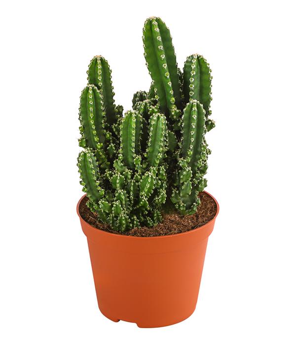Felsenkaktus - Cereus repandus/Cereus