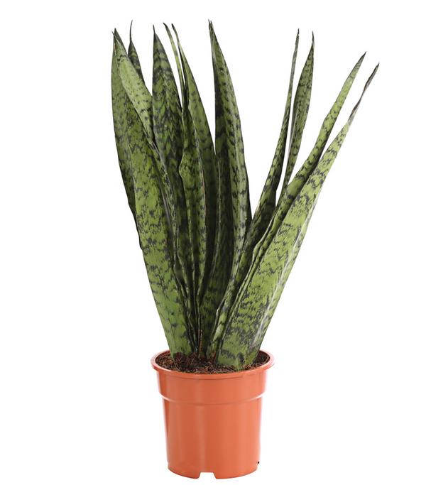 Bogenhanf - Sansevieria zeylanica