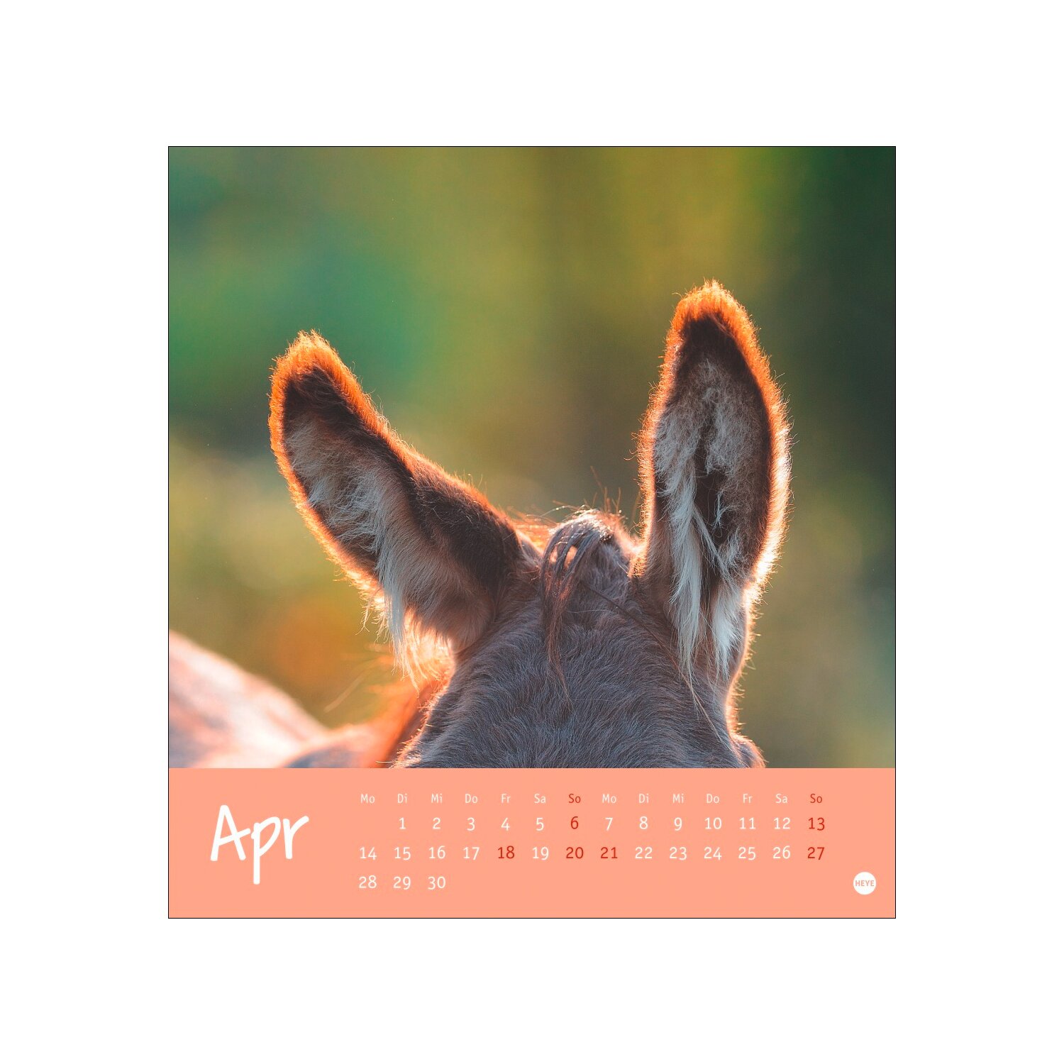 Postkartenkalender Esel 2025