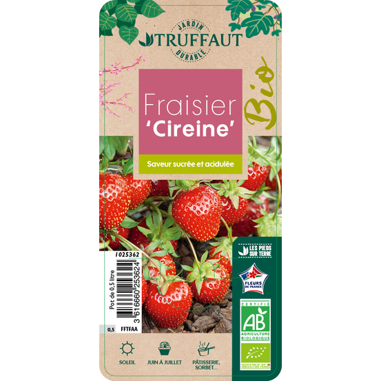 Plant de Fraisier 'Cireine': AB pot 0,5L