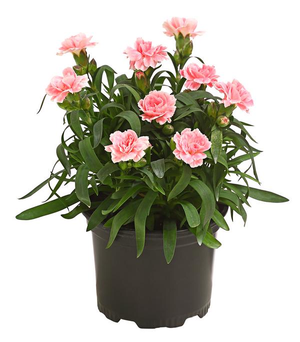 Garten-Nelke, verschiedene Farben
