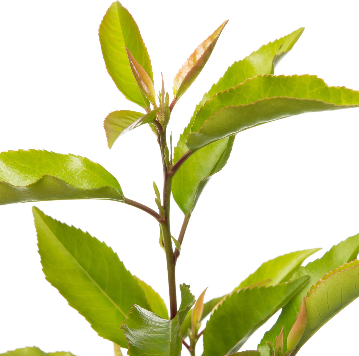 Portugese Laurier (Prunus lusitanica 'Angustifolia') D 23 H 50 cm