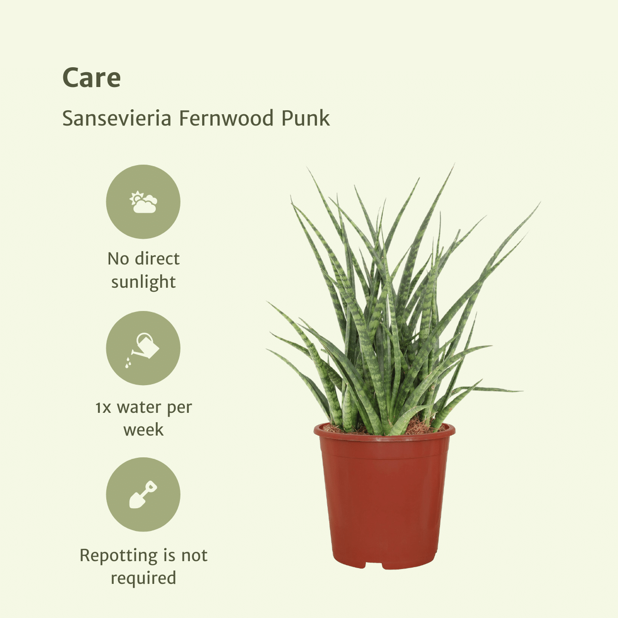 Plante d'intérieur - sansevieria fernwood punk - lot de 2 30cm