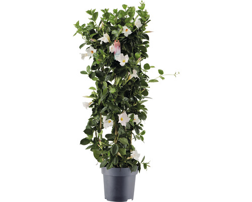 Dipladenia, trechtervormige bloemenzuil FloraSelf Dipladenia mandevilla hybride Totale hoogte ca. 100 cm Ø 21 cm Pot wit