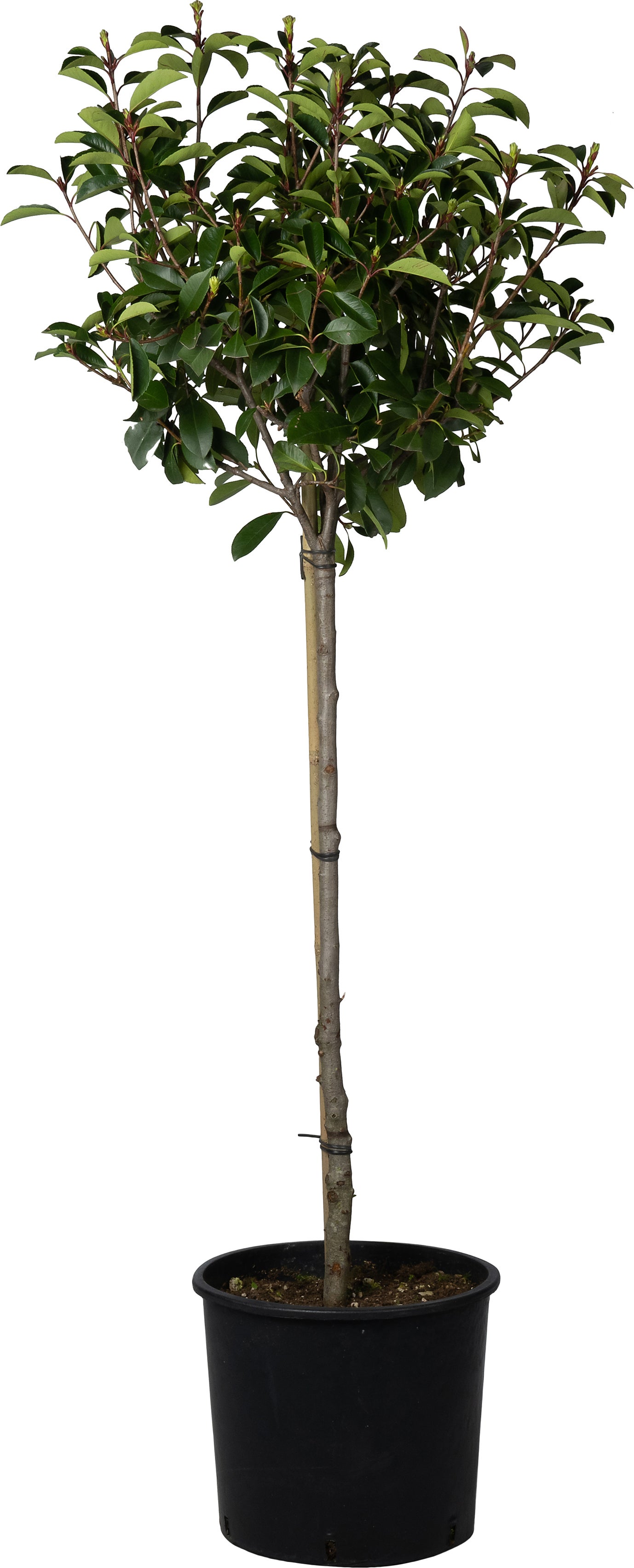 Glansmispel (Photinia x fraseri 'Red Robin') D 35 H 160 cm