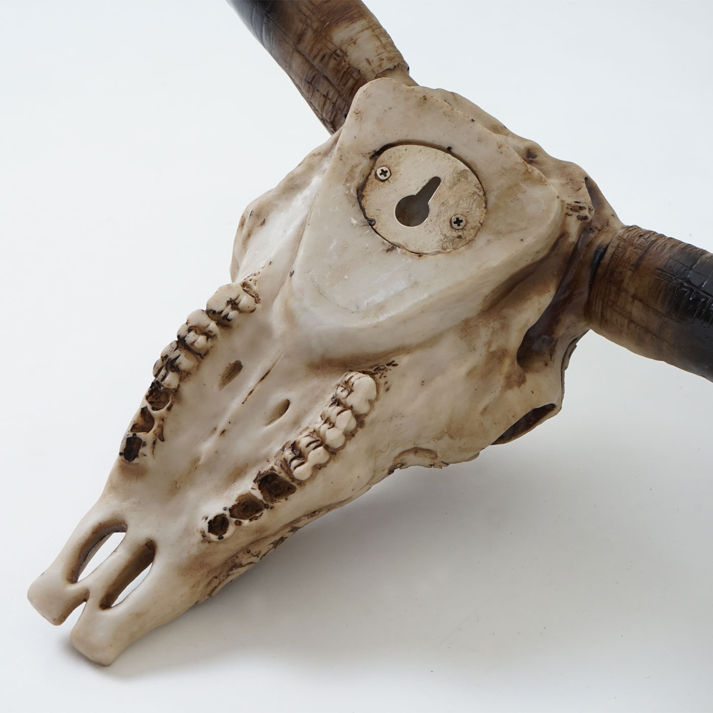 Deko Schädel 31cm MCW-C15, Polyresin Stier Bulle Longhorn Kopf Trophäe mit Tribal, In-/Outdoor