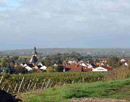 Wildkräuterwanderung durch die Weinberge als Geschenk | MYDAYS