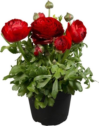 Ranonkel (Ranunculus 'Red') D 13 H 20 cm