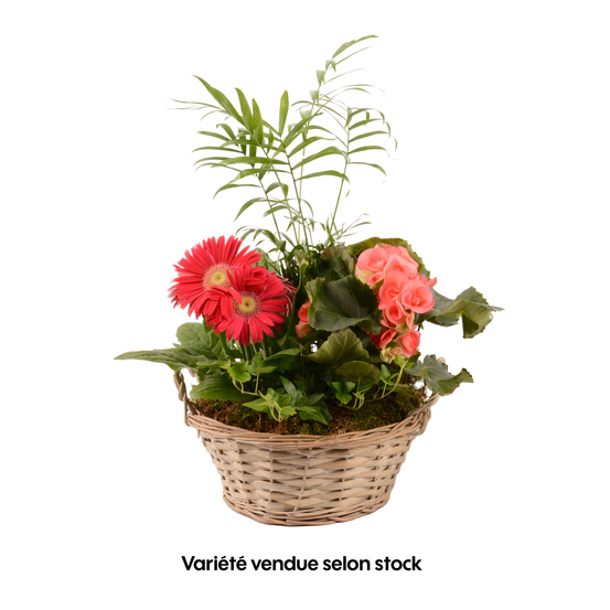 Compo 4 plantes d'intérieur en panier H45cm