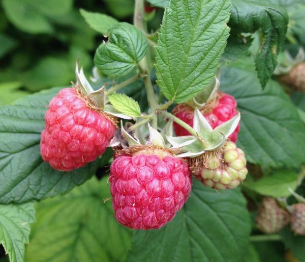 Himbeere 'Boheme'