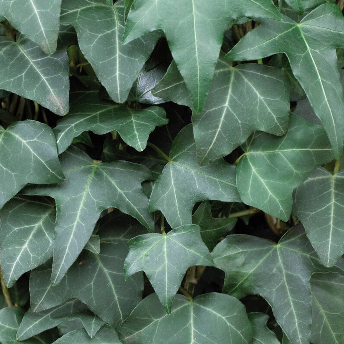 Bloomique – Hedera Helix – Kleinbladige klimop – Groenblijvend – Klimplanten – Tuinplanten – Winterhard – Potmaat 15 cm – Hoogte 70–80 cm