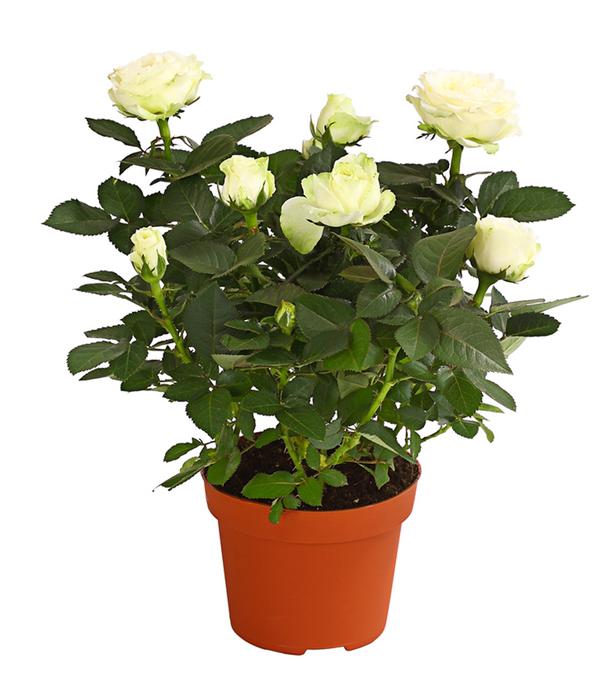 Großblütige Topfrose - Rosa chinensis,