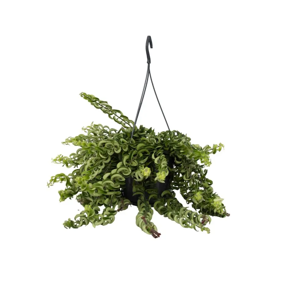 Lippenstiftplant - Aeschynanthus pulcher - Hoogte 20-30cm - ⌀15cm