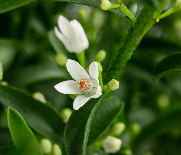 Wachsblume 'Flower Girl White'