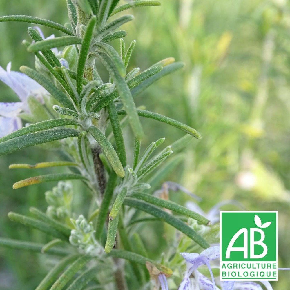 Romarin officinalis miss jessopp's upright bio/rosmarinus officinalis miss jessopp's upright[-]godet
