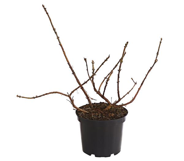 Honigbeere 'Russlana'