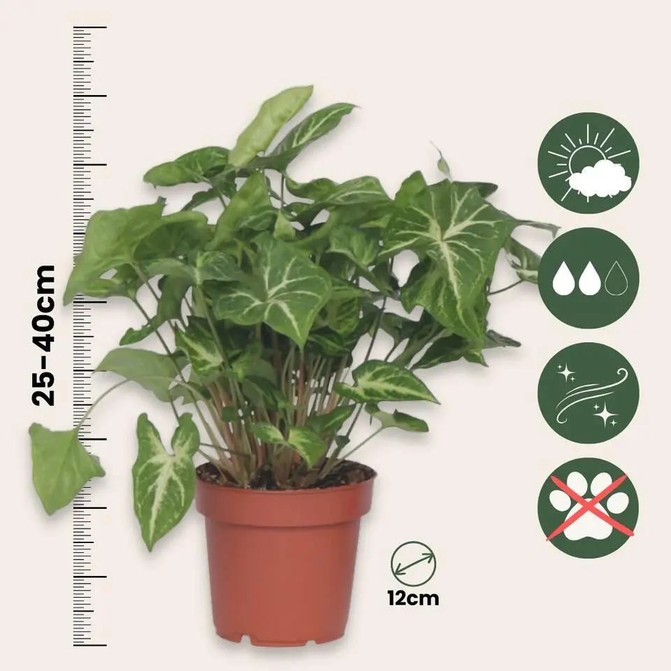 Pijlplant - Syngonium podophyllum 'Pixie' - Hoogte 25-40cm - ⌀12cm