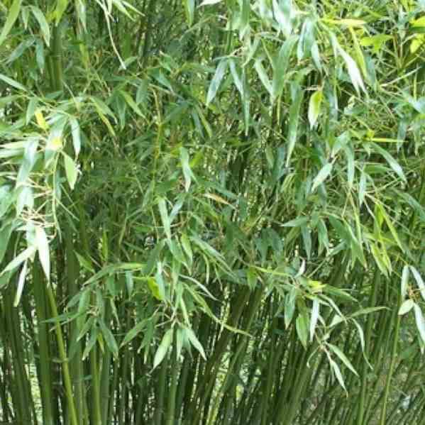 Phyllostachys bissetii taille pot de 15l - 150/175cm